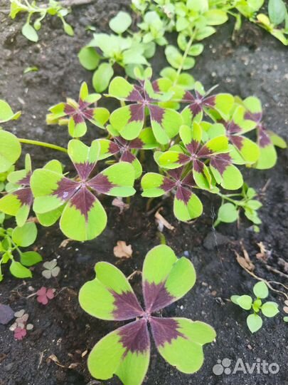 Кислица деппа(Оксалис) растение для сада