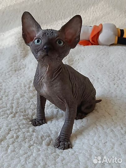 Канадский сфинкс