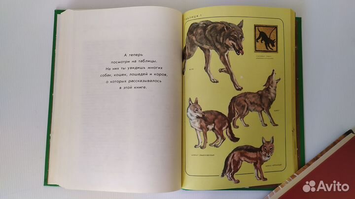 Книги домашние животные птицы рыбы аквариум кошки