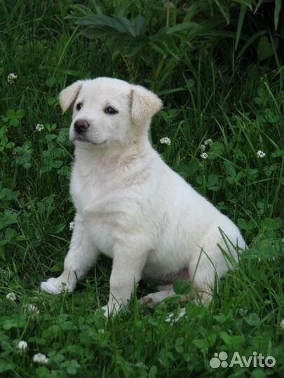 Бесплатно щенок