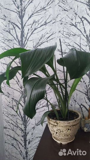 Эухарис амазонская лилия
