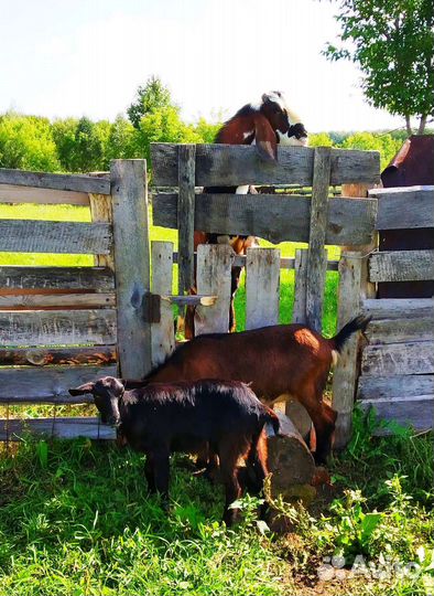 Коза. Козочки. Козлики. Козлик.Обмен