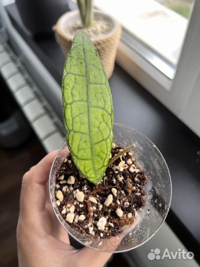 Хойя финлайнсония / Hoya finlaysonii