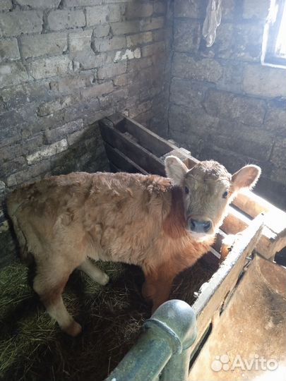 Телочка 1 мес