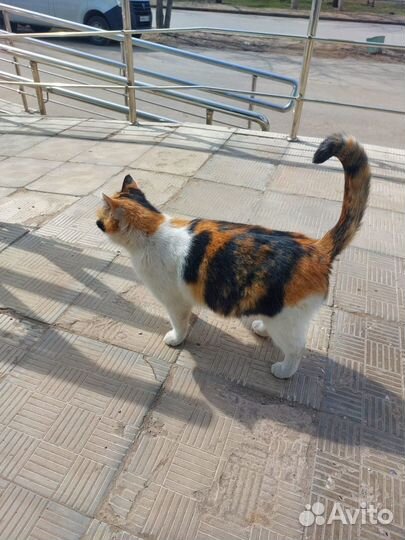 Кошечка