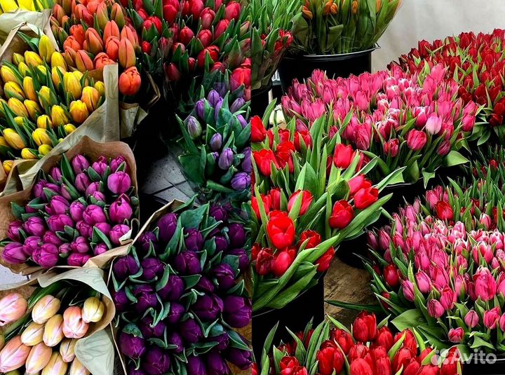Тюльпаны оптом от производителя