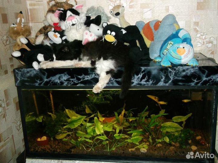 Аквариум для рыбок