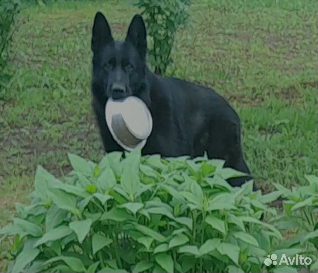 Щенки немецкой овчарки