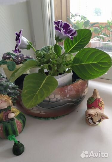 Глоксинии махровые Брокады