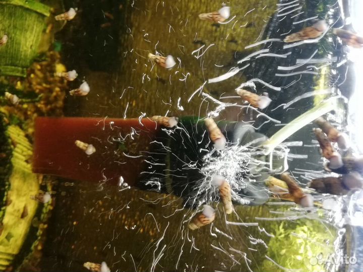 Растения для аквариума