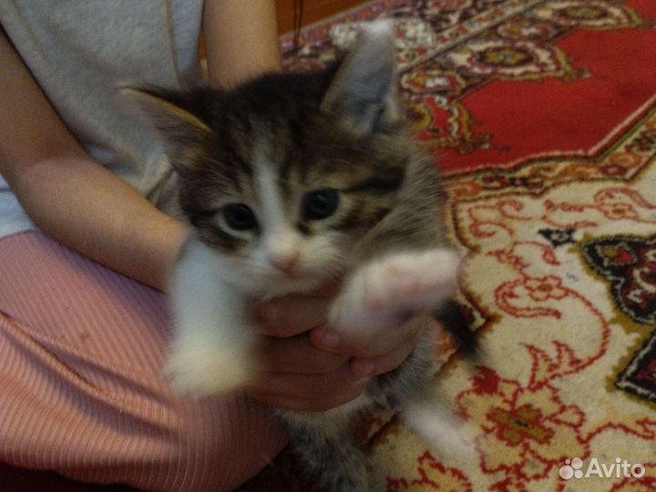 Отдам бесплатно кошку