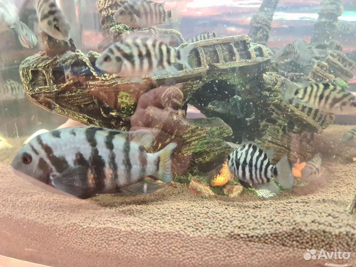 Малек цихлиды