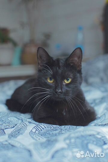 Эшли в поиске дома