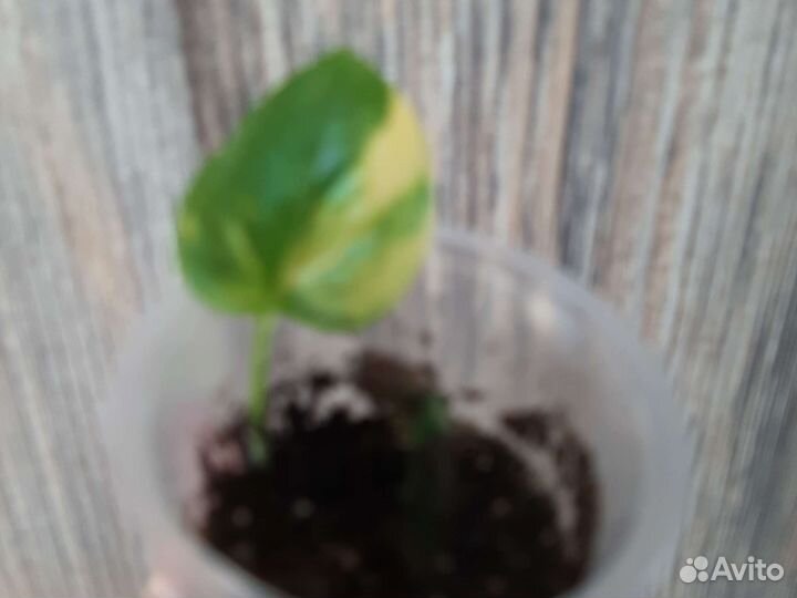 Эпипремнумы