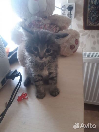 Котята в добрые руки бесплатно