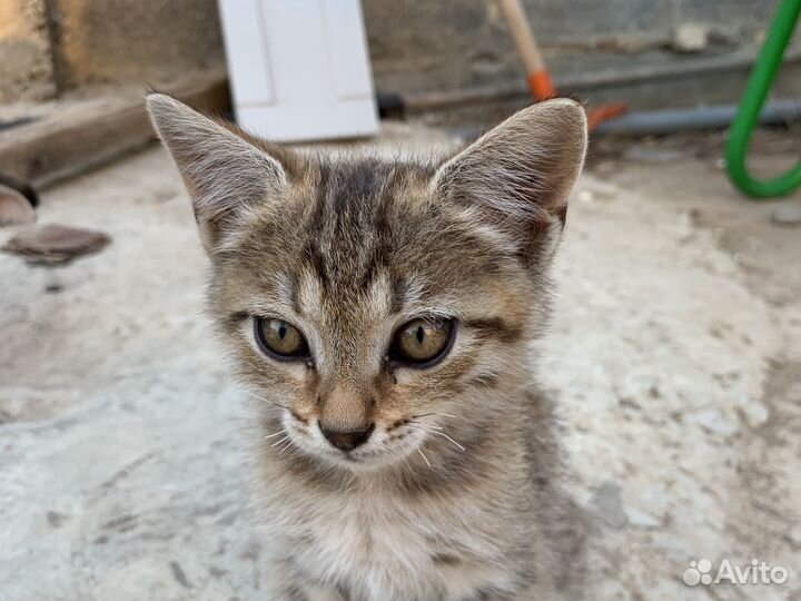 Котята в добрые руки бесплатно