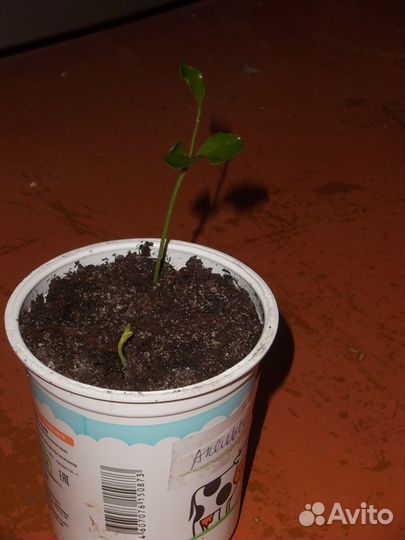 Миртовые и другие