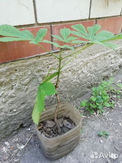 Каштан саженцы