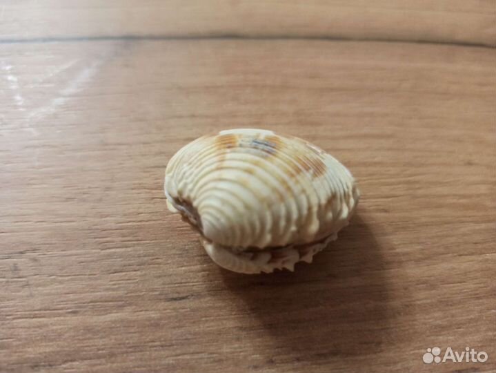 Морская раковина