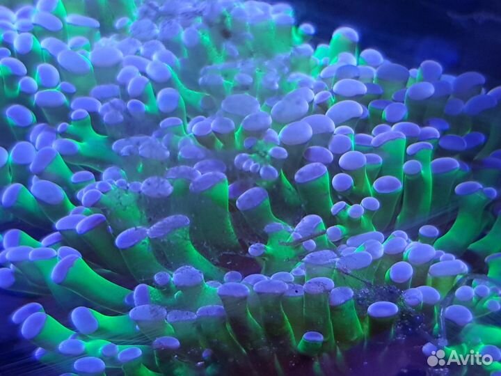 Продам актинию для морского аквариума