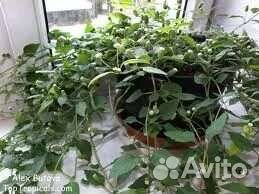 Липпия.натуральный заменитель сахара