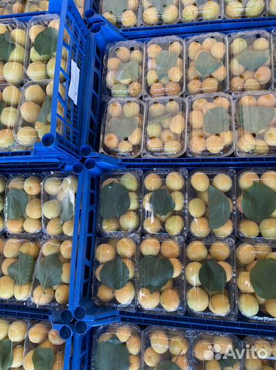 Абрикос сладкий