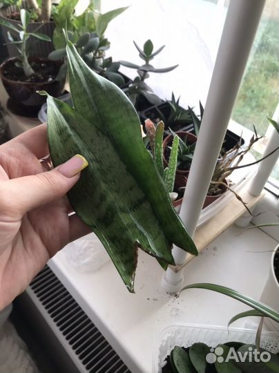 Сансевиерия