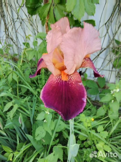 Ирис сортовой