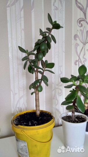 Толстянка (крассула, живое дерево)