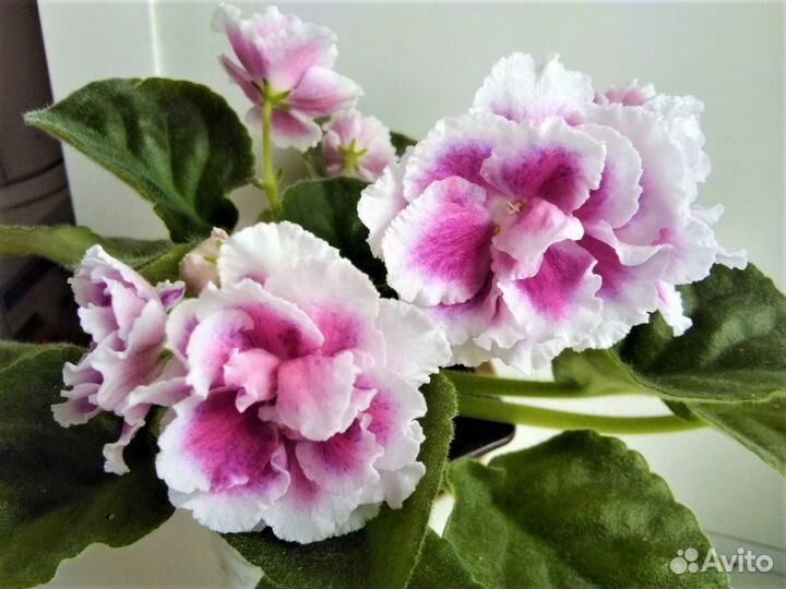 Сортовые фиалки, пасынки