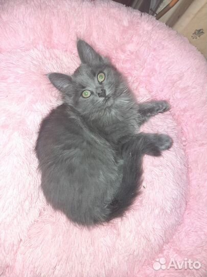 Отдам котят в добрые отвественные руки