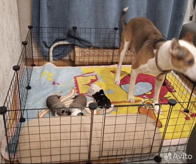 Клетка вольер манеж для собак New 12секц