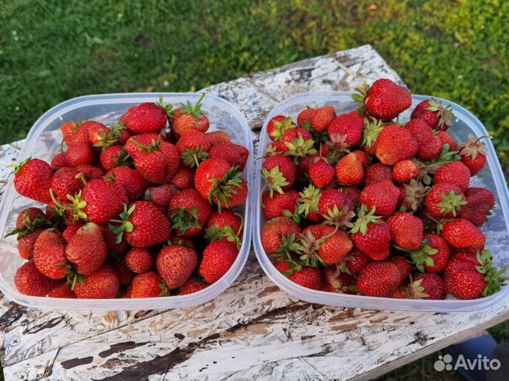 Саженцы (рассада) клубники