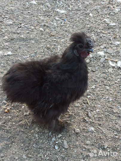 Петух-китайский шёлковый