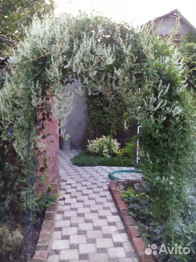 Глициния, горец, Виноградовник,клематис,жимолость