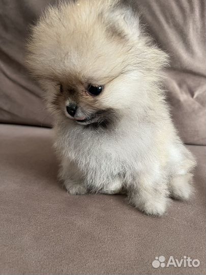 Померанский шпиц мини мальчик