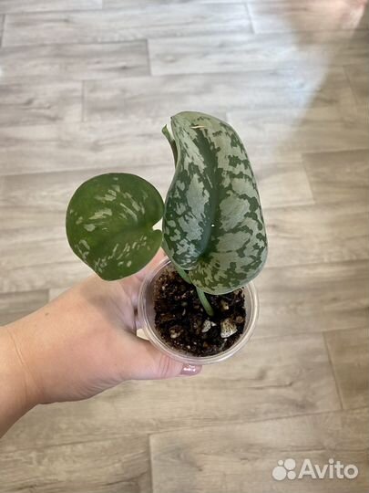 Эпипремнумы