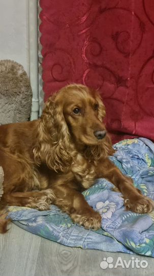 Кокер спаниель