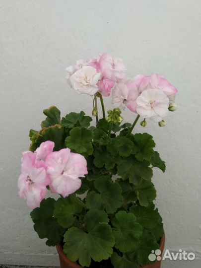 Пеларгония BY- Белые Росы. Взрослый куст