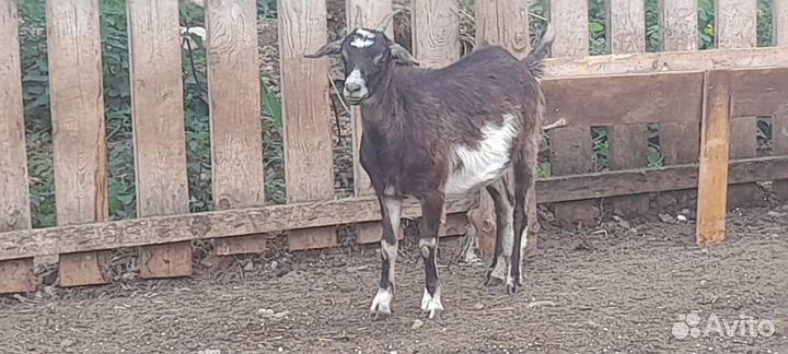 Козы дойные 5 шт и козел 2 шт Закамск
