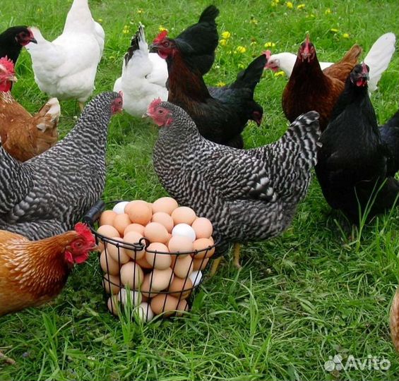 Куры Несушки Доставка