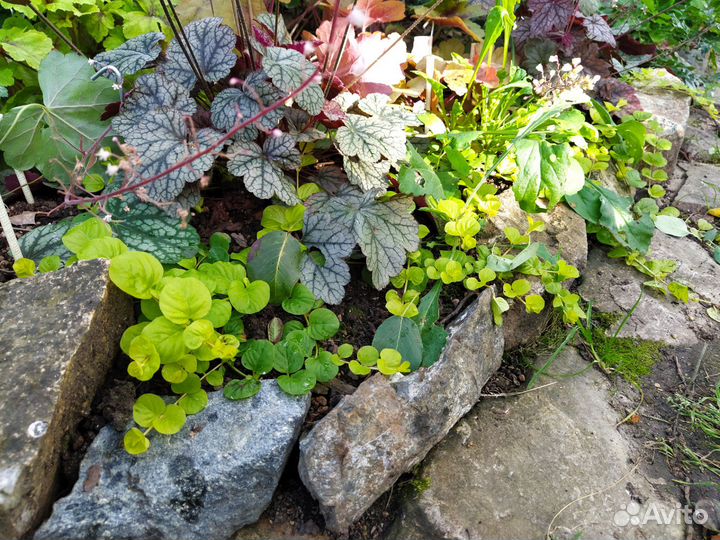 Вербейник монетчатый Много