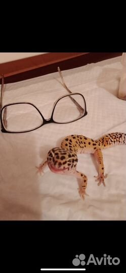 Гекон эублефар вязка