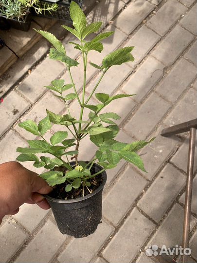 Бузина черная