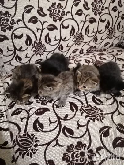 Кошки в добрые руки бесплатно