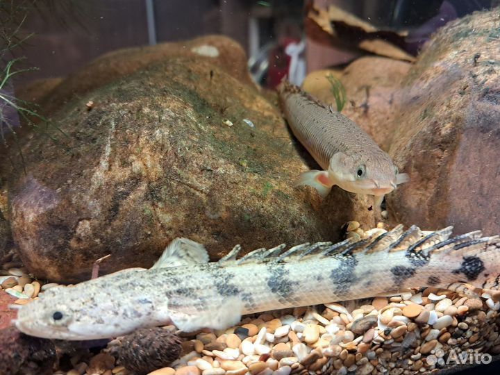 Полиптерус