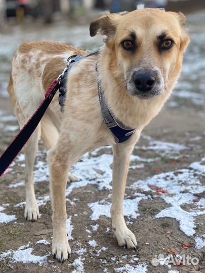 Феликс в добрые руки