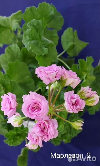 Герань пеларгония