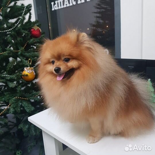 Немецкий шпиц, вязка, кобель