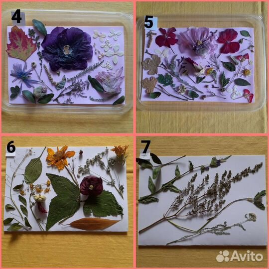 Сухоцветы разные